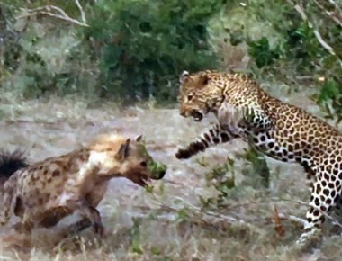 Βίντεο: Ύαινα τρώει αμέριμνη όταν ξαφνικά εμφανίζεται λεοπάρδαλη - Η μάχη για επιβίωση